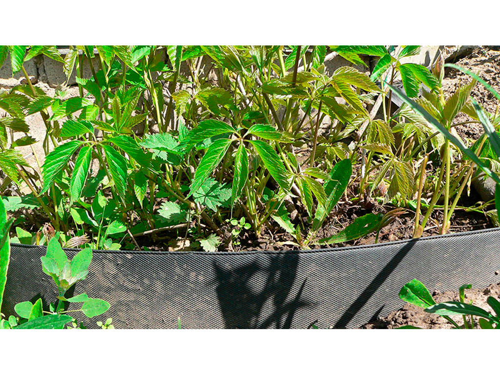 Armo-protecție (bariera anti-radacini) în rolă 0,6x10m (6m2), grosimea 1,3mm neagră, din polietilenă