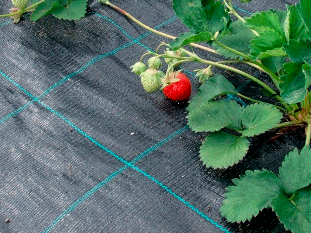 Агроткань ПП, черная 100г/м2 (1.7мX25м)