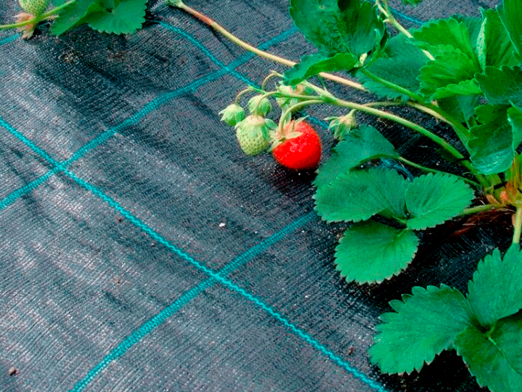 Агроткань ПП, черная 100г/м2 (1.7мX50м)