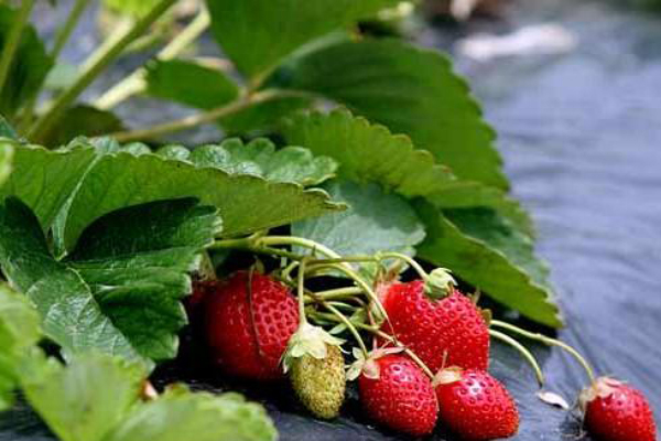 Агротекстиль, спанбонд черный (мульчирующее агроволокно), 50 гр/м2 (1.6м x 50м)