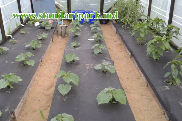 Agrotextil, spanbond negru (folie microporoasă antiângheț), 50 gr/m2 (3.2m x 50m)