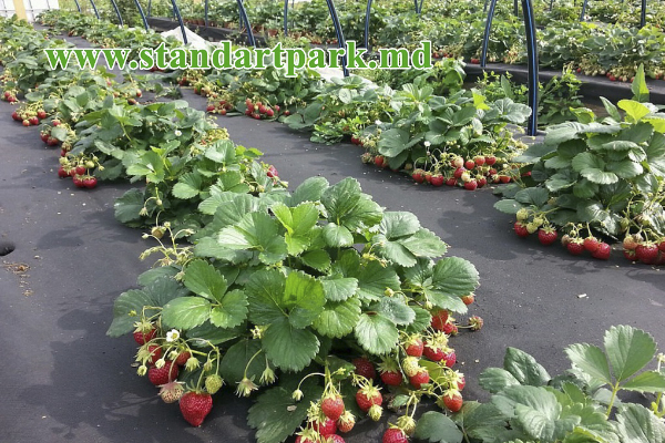 Agrotextil, spanbond negru (folie microporoasă antiângheț), 50 gr/m2 (3.2m x 50m)